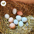 Яйца
